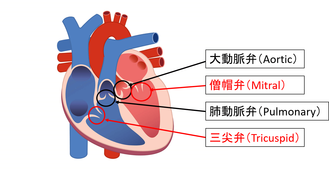 【心リハ用語解説】心臓弁膜症 | ぴんころ